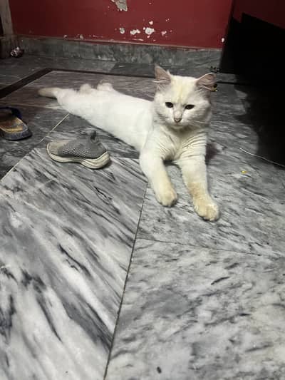 White Male Persian Cat