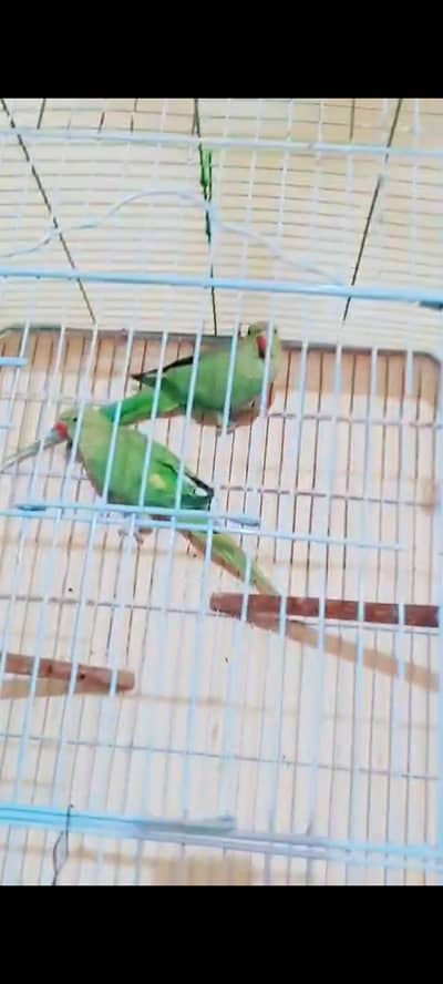 green ringneck breeder pair available