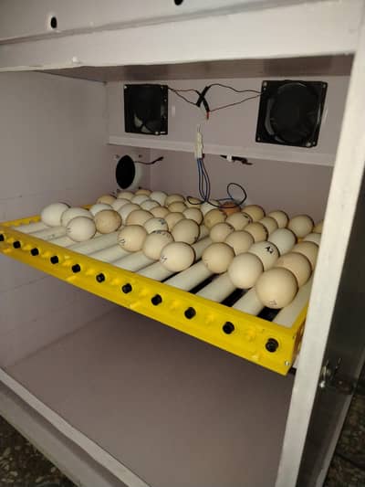 240 Eggs PVC Board Body Fully Automatic  Incubator