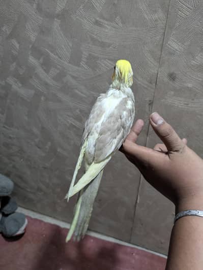 handtame cocktail
