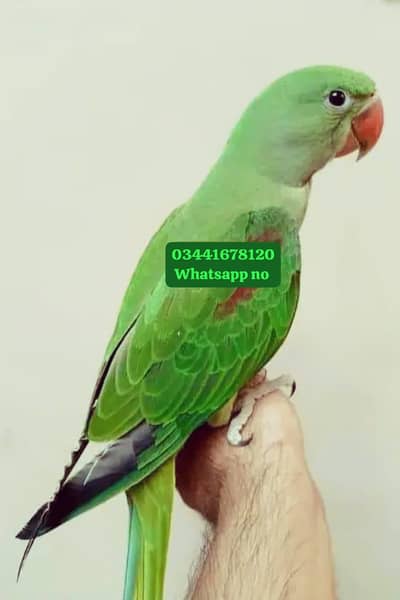 kasmri Raw parrot for 1 years ago