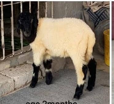 sheep urgent sale