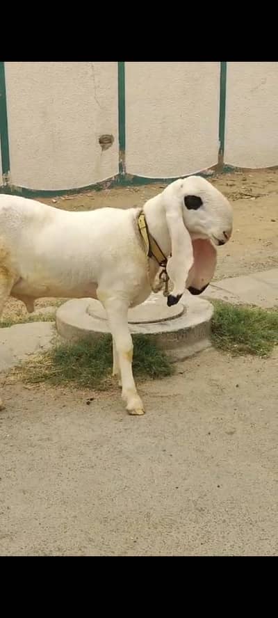 kajla male breder fresh 2 dant