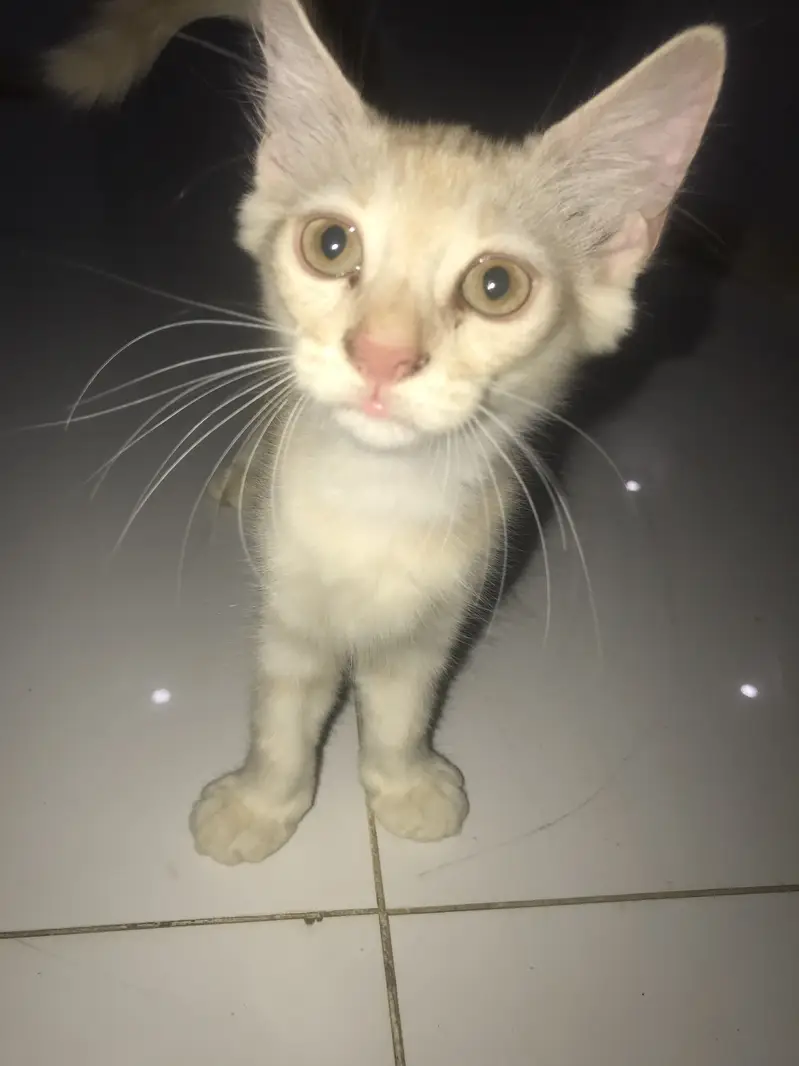 Male kittens — photo 2