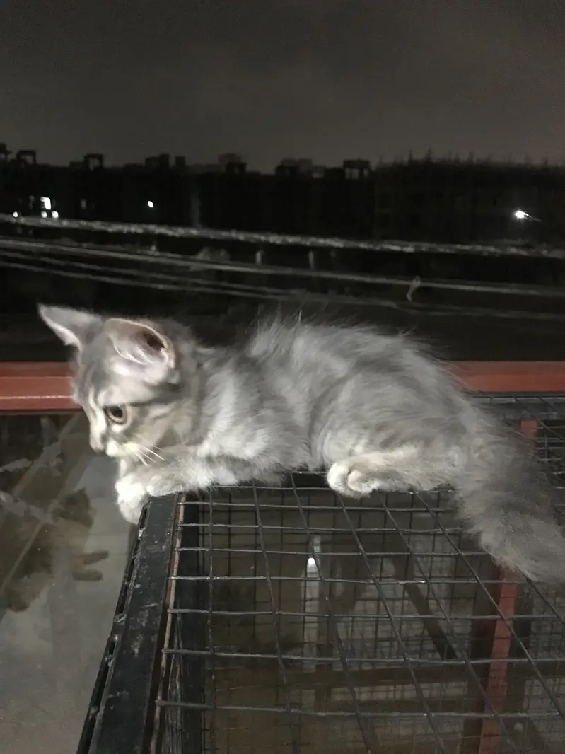 Male kittens — photo 3