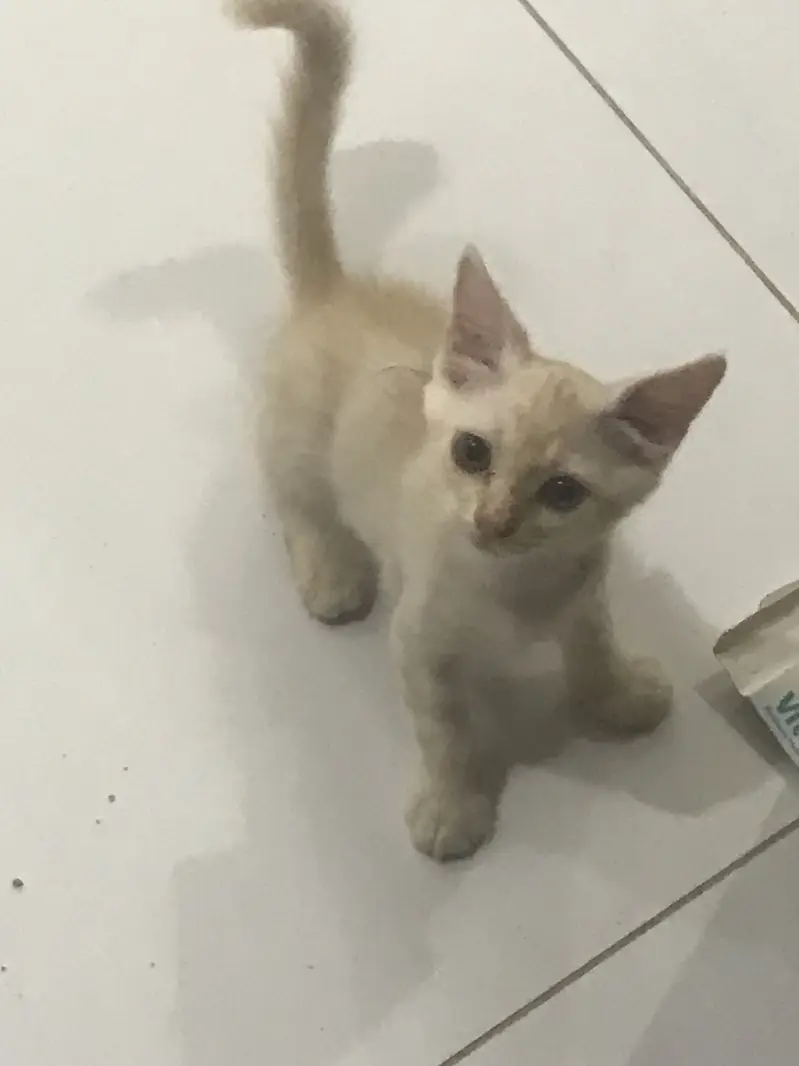 Male kittens — photo 4