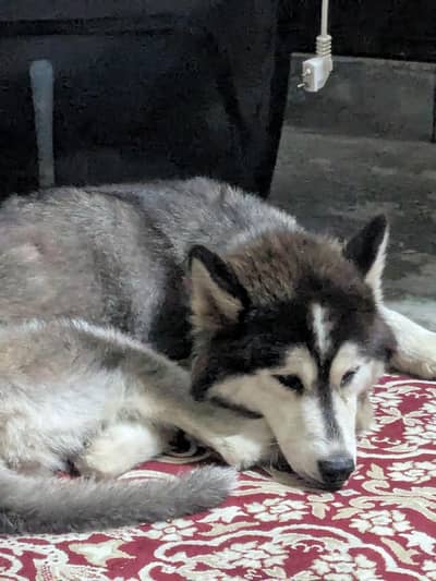 Siberian husky female 5 months fully active and healthy Urgent sale!!!