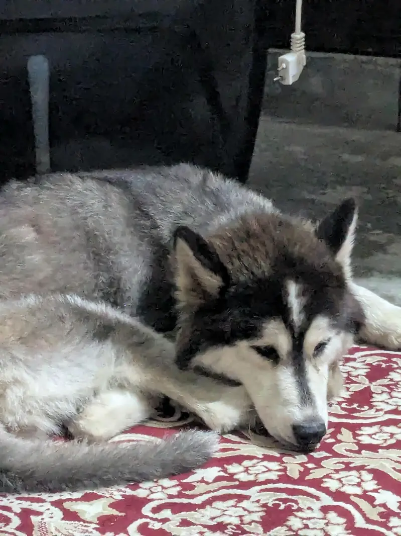 Siberian husky female 5 months fully active and healthy Urgent sale!!!