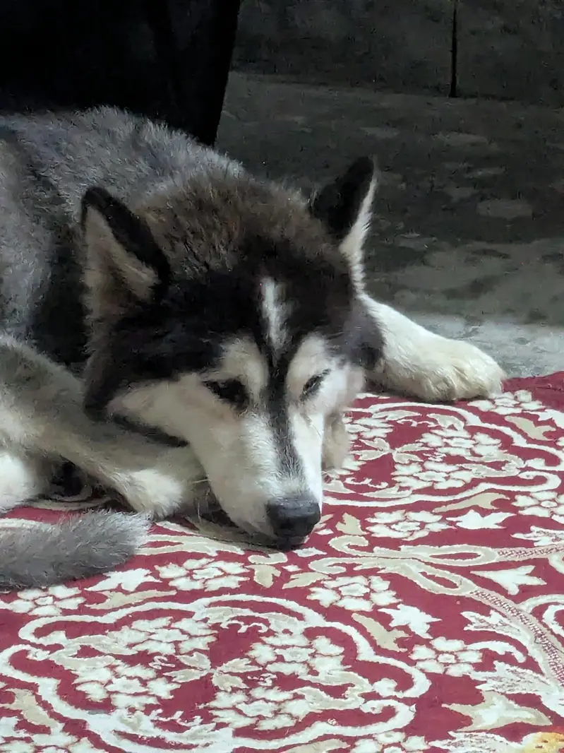 Siberian husky female 5 months fully active and healthy Urgent sale!!! — photo 2