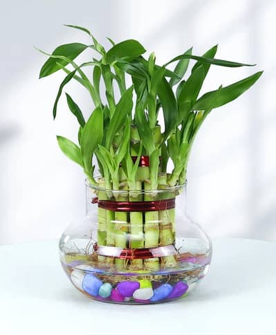 Lucky bamboo [Lush green]