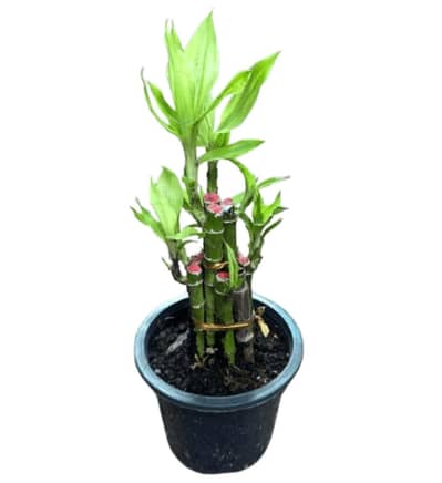 Lucky bamboo [Lush green]
