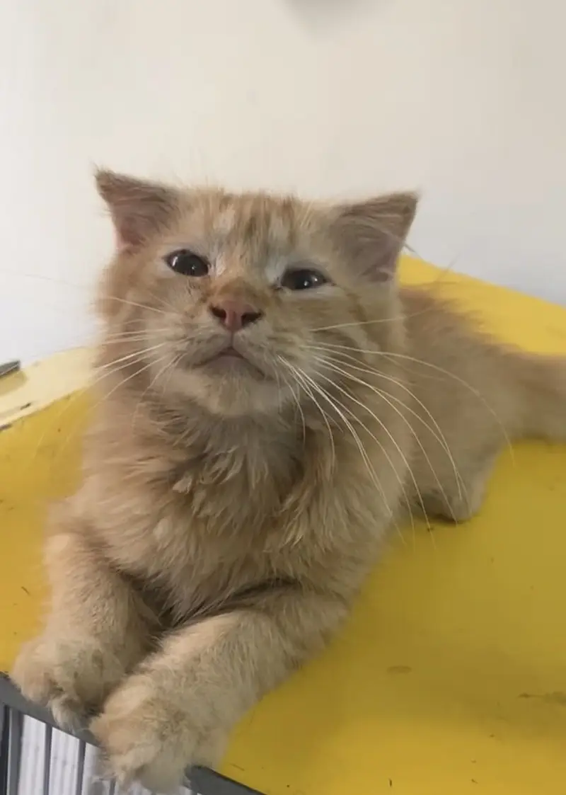 Scottish fold x British Shorthair Cross — photo 2