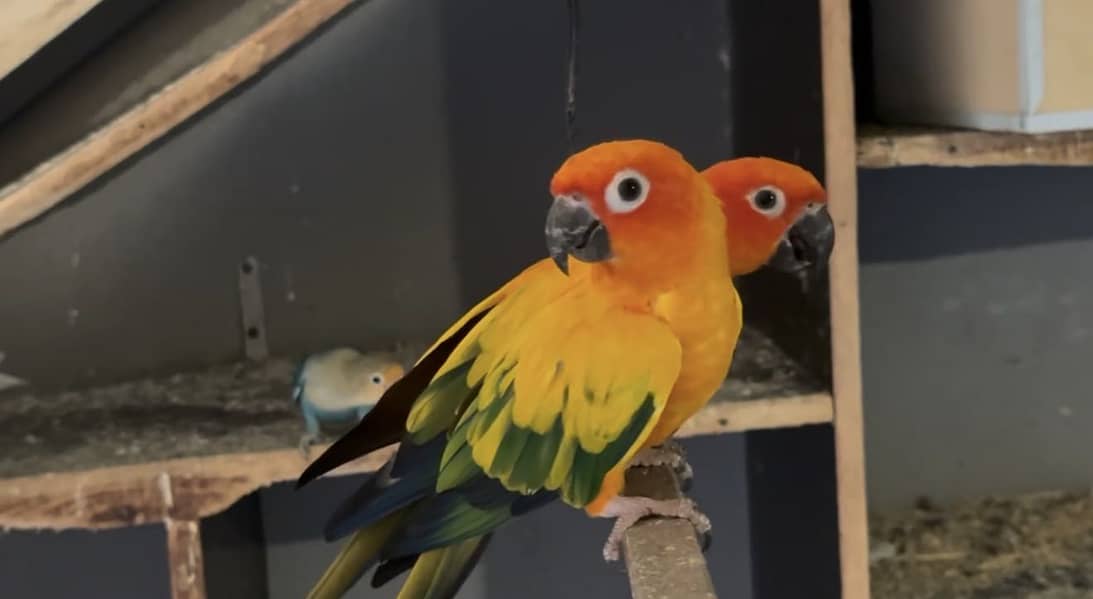 Sun conure BREEDER 0