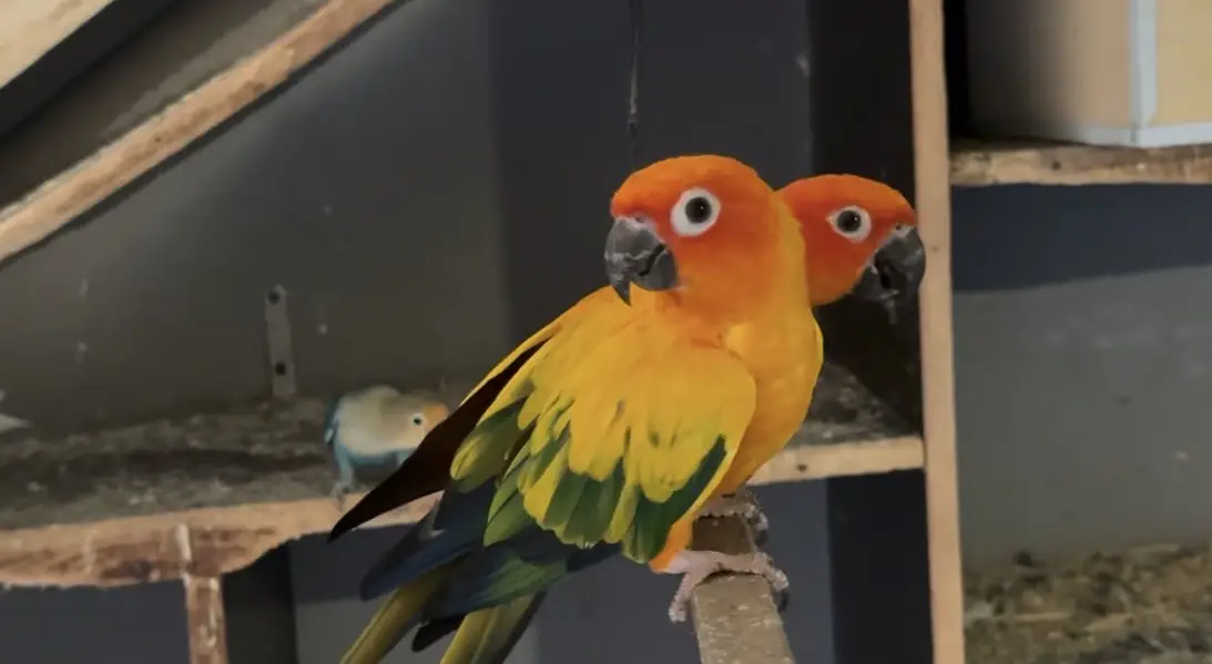 Sun conure BREEDER