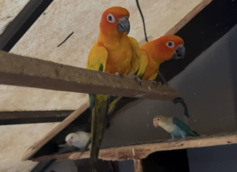 Sun conure BREEDER 1