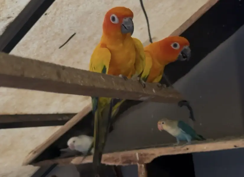 Sun conure BREEDER — photo 2