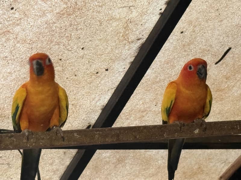 Sun conure BREEDER 2