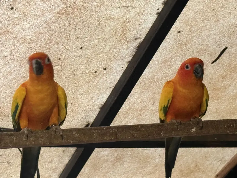 Sun conure BREEDER — photo 3