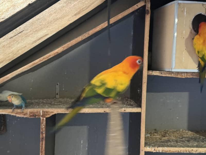 Sun conure BREEDER 3