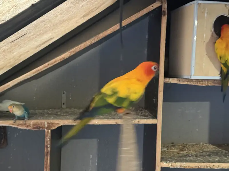 Sun conure BREEDER — photo 4