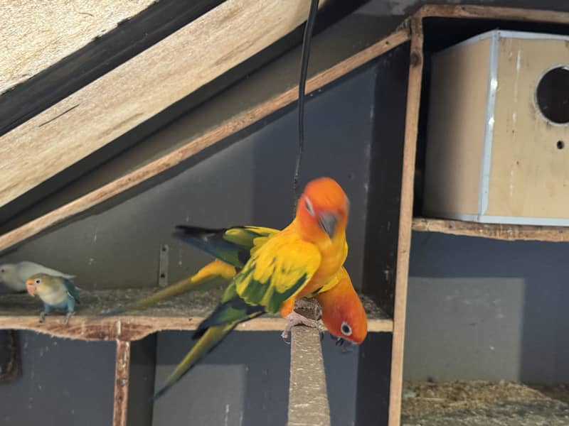 Sun conure BREEDER 4