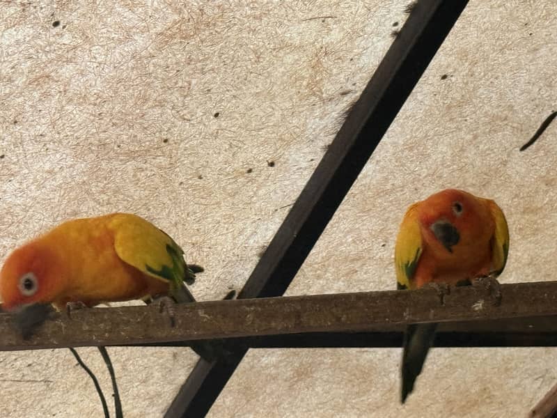 Sun conure BREEDER 5