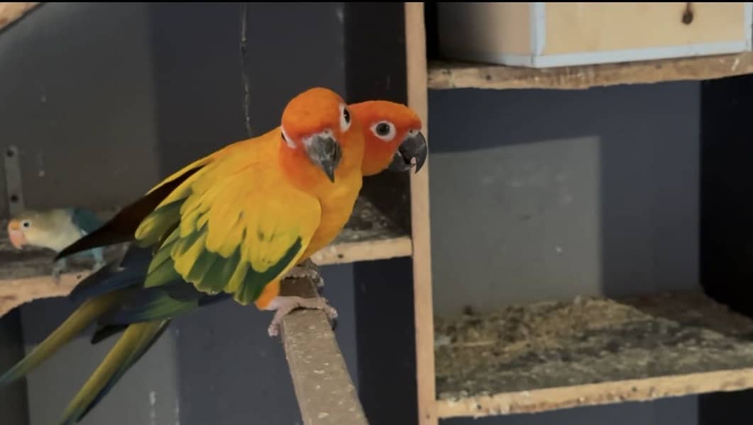 Sun conure BREEDER 6