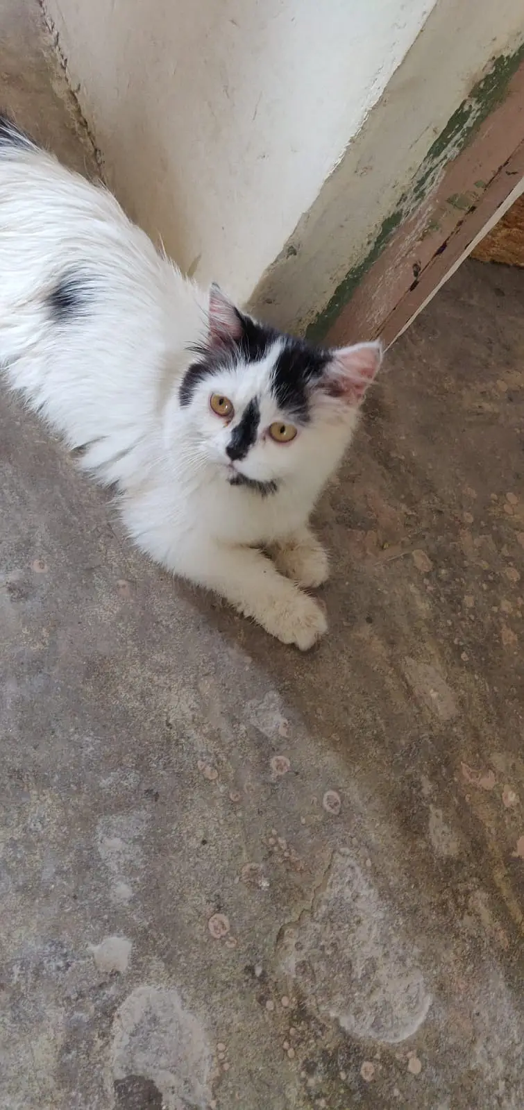 Persian Cat for sale in Sahiwal