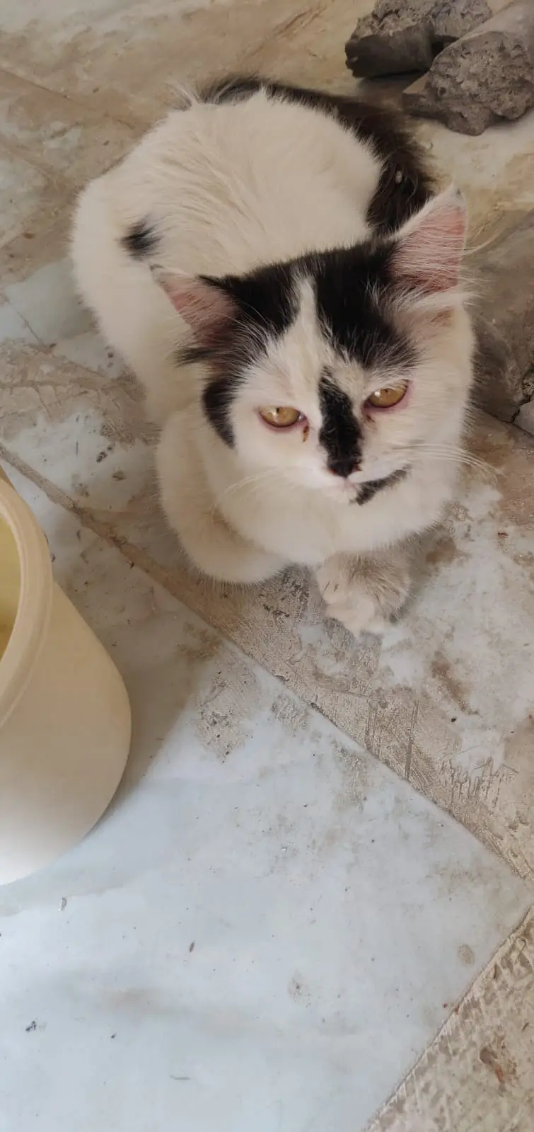 Persian Cat for sale in Sahiwal — photo 2