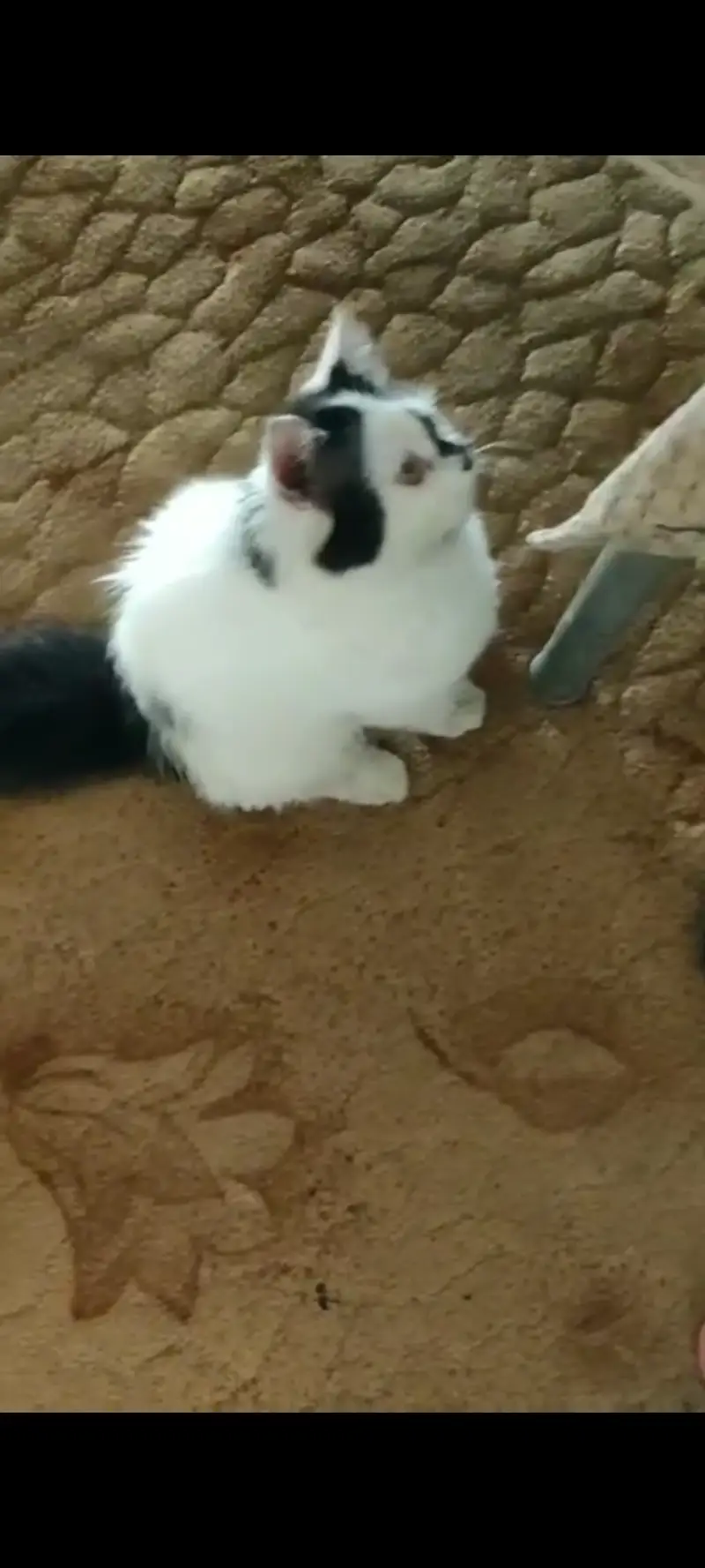 Persian Cat for sale in Sahiwal — photo 3