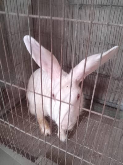 Red eyes rabbits
