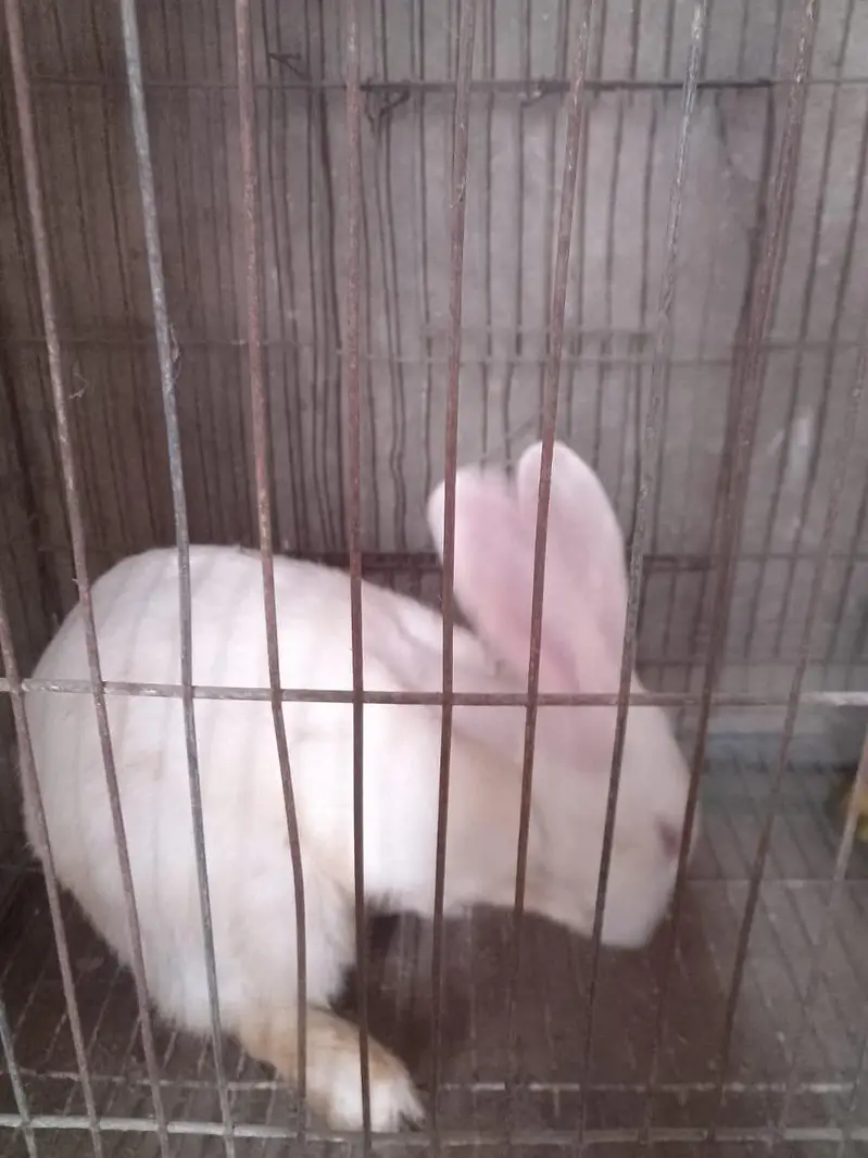 Red eyes rabbits — photo 2