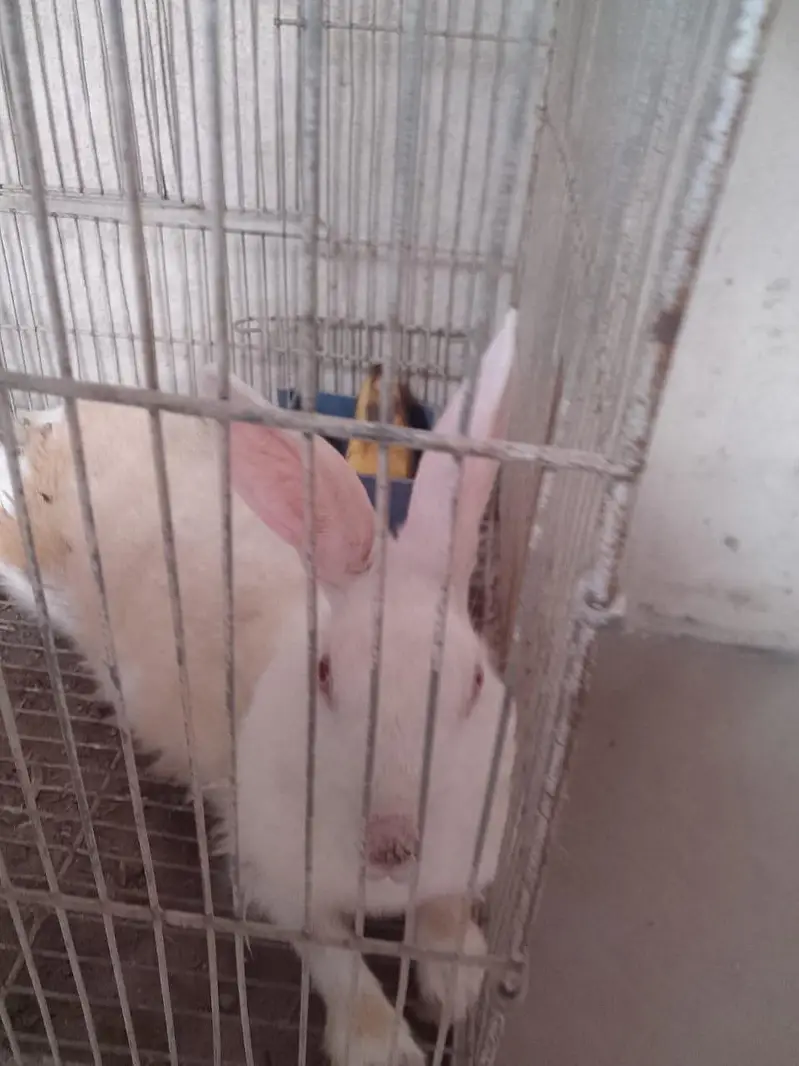 Red eyes rabbits — photo 3