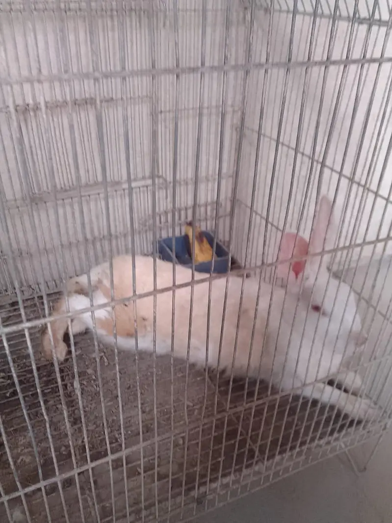 Red eyes rabbits — photo 4