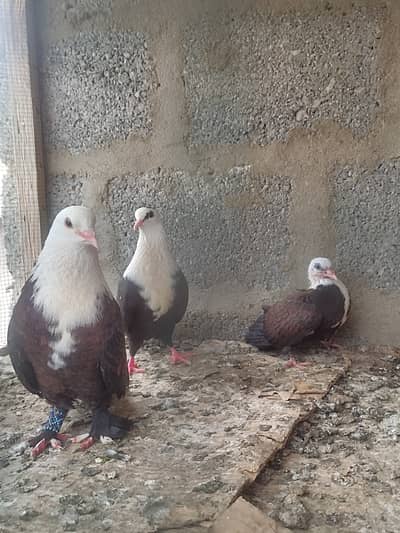Karbalai breeder pair 2 chiks