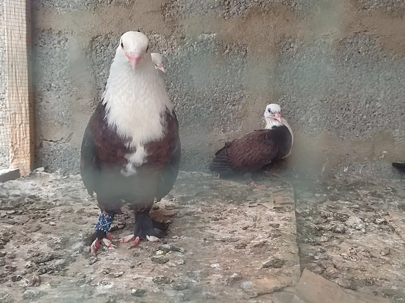 Karbalai breeder pair 2 chiks — photo 2