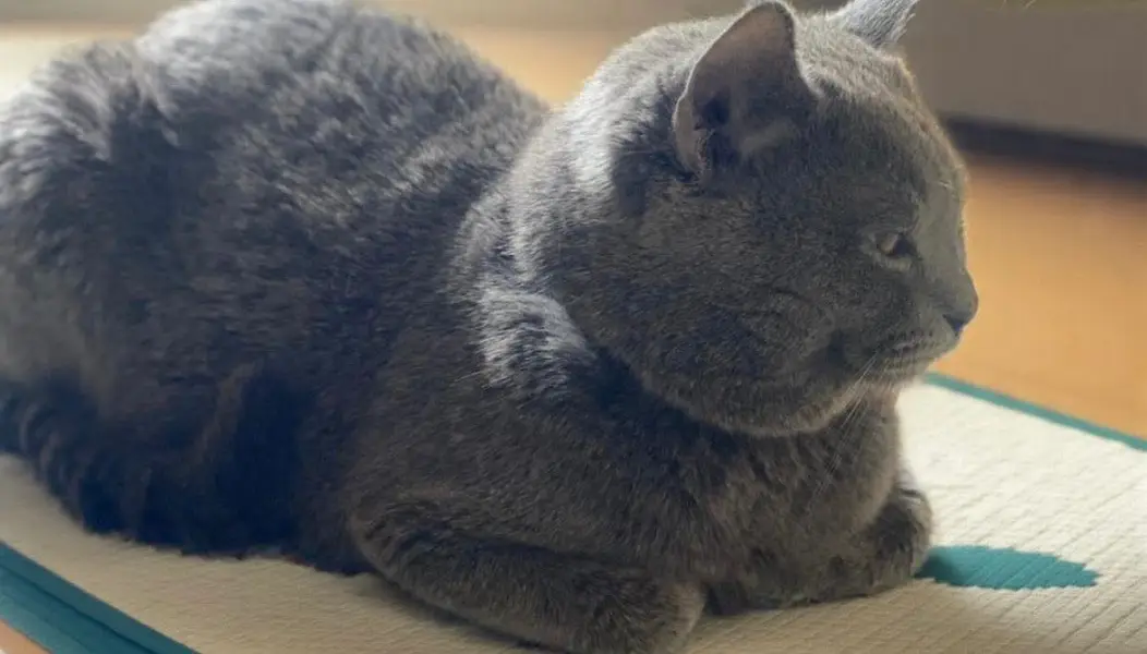 British Shorthair | Available For Mating | Imported — photo 2