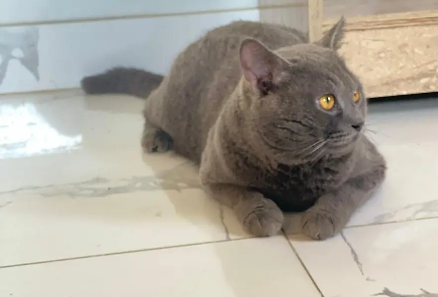 British Shorthair | Available For Mating | Imported — photo 4