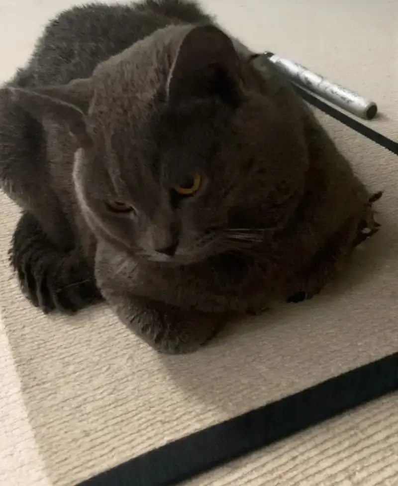 British Shorthair | Available For Mating | Imported — photo 6