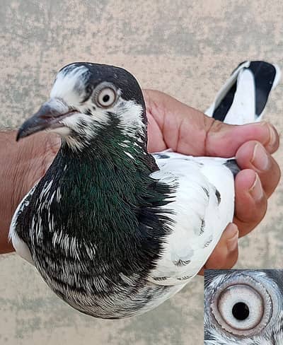 KASURI BREED PIGEONS 03126586107