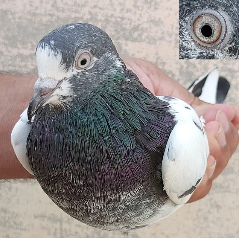 KASURI BREED PIGEONS 03126586107 — photo 2
