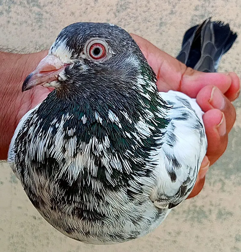 KASURI BREED PIGEONS 03126586107 — photo 3