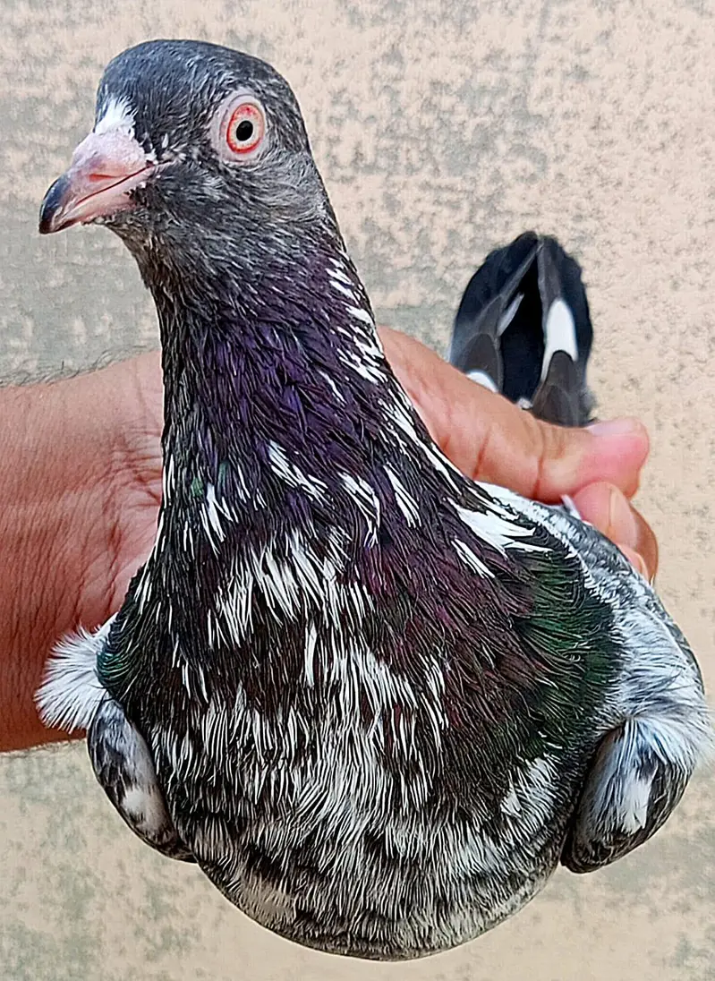 KASURI BREED PIGEONS 03126586107 — photo 4