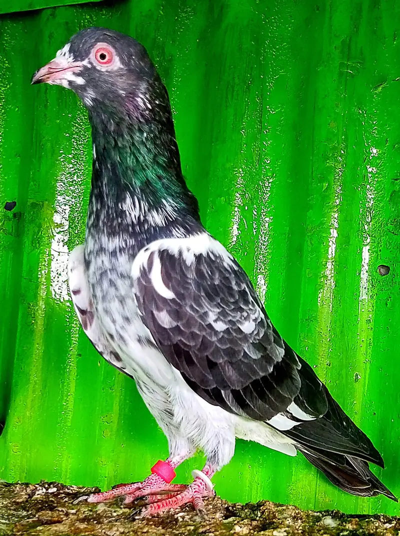 KASURI BREED PIGEONS 03126586107 — photo 5