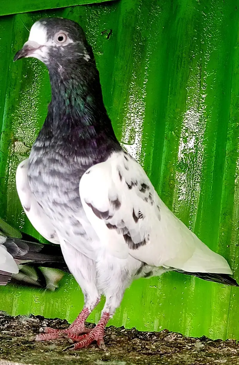 KASURI BREED PIGEONS 03126586107 — photo 6