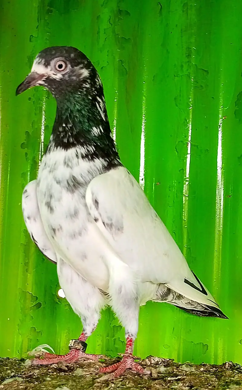KASURI BREED PIGEONS 03126586107 — photo 7