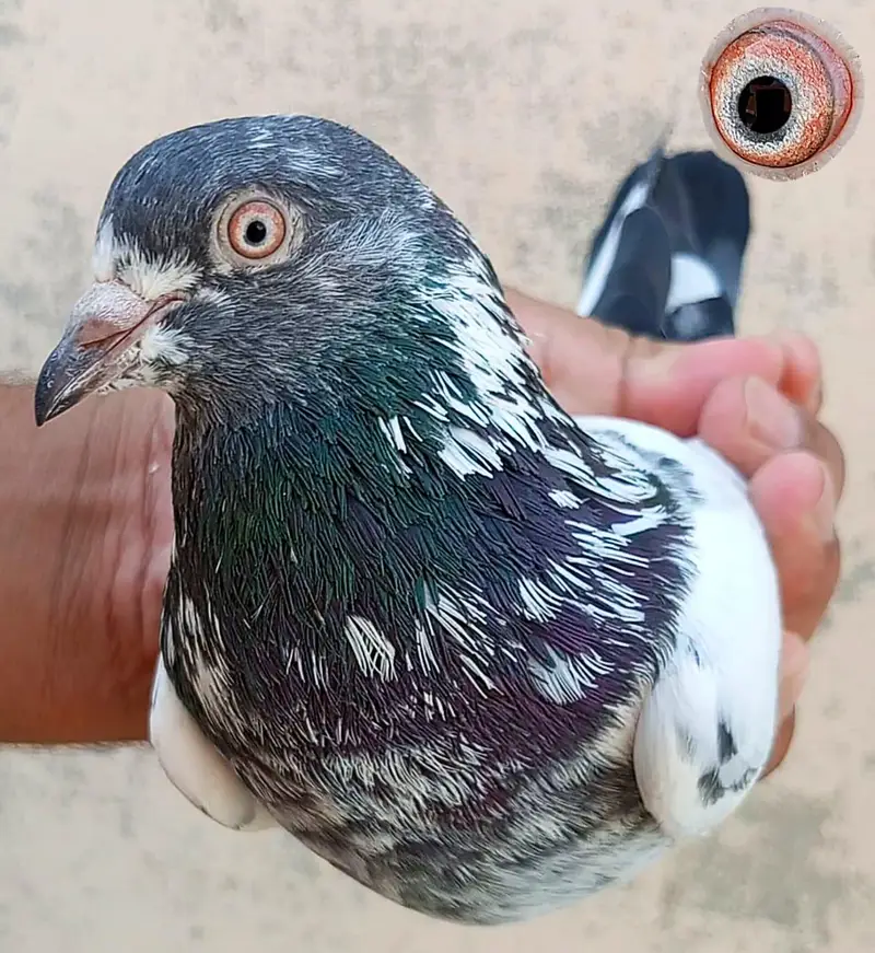KASURI BREED PIGEONS 03126586107 — photo 8