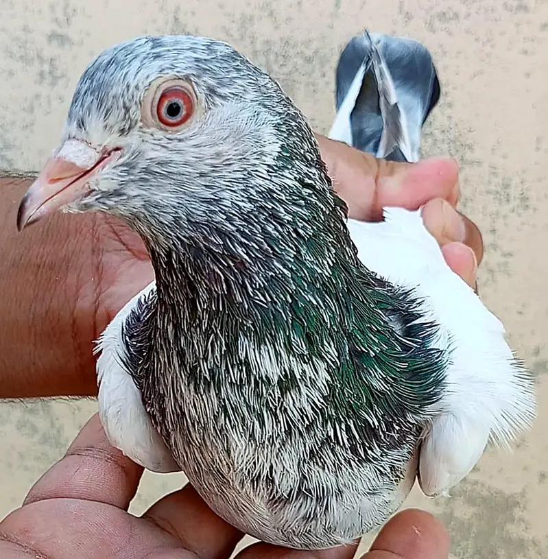 KASURI BREED PIGEONS 03126586107 — photo 9