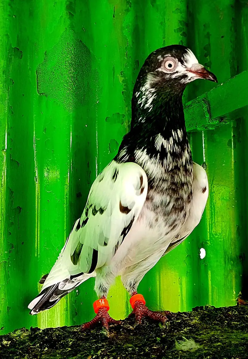 KASURI BREED PIGEONS 03126586107 — photo 10