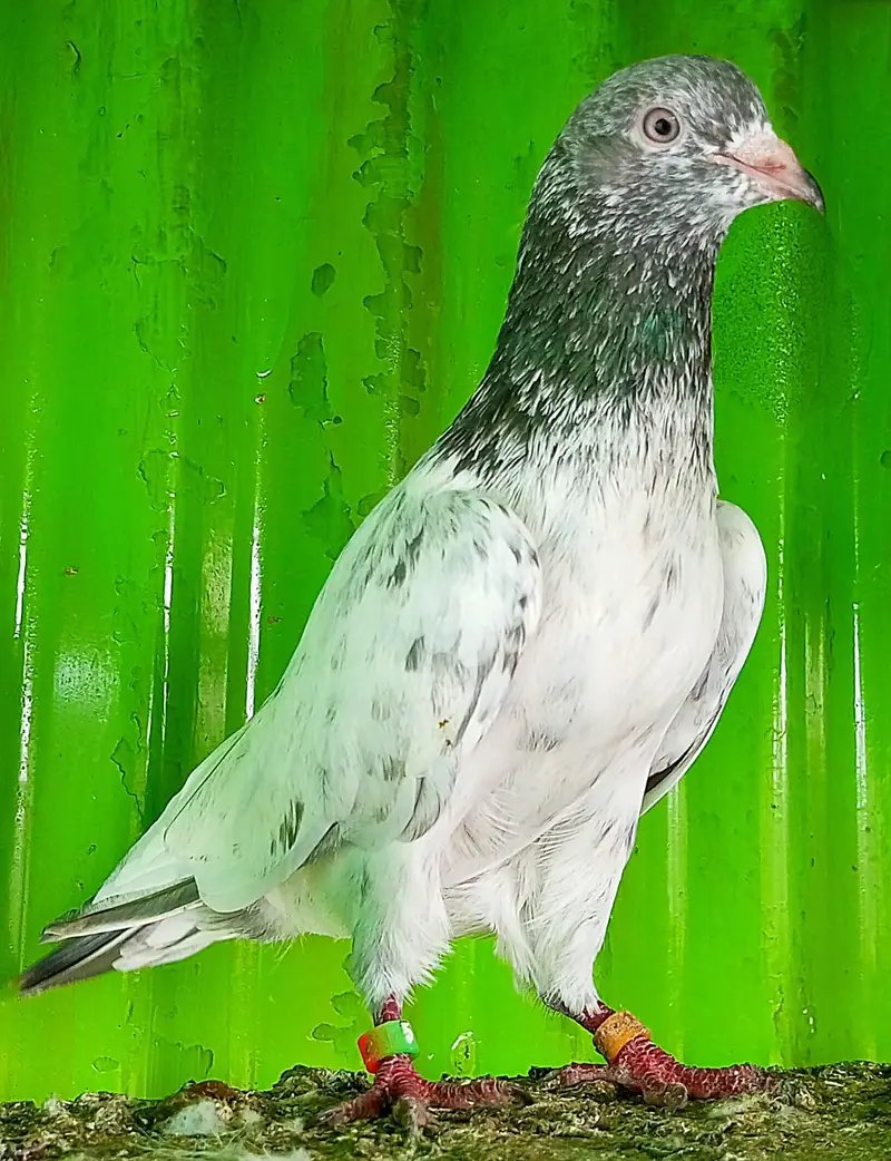 KASURI BREED PIGEONS 03126586107 — photo 11
